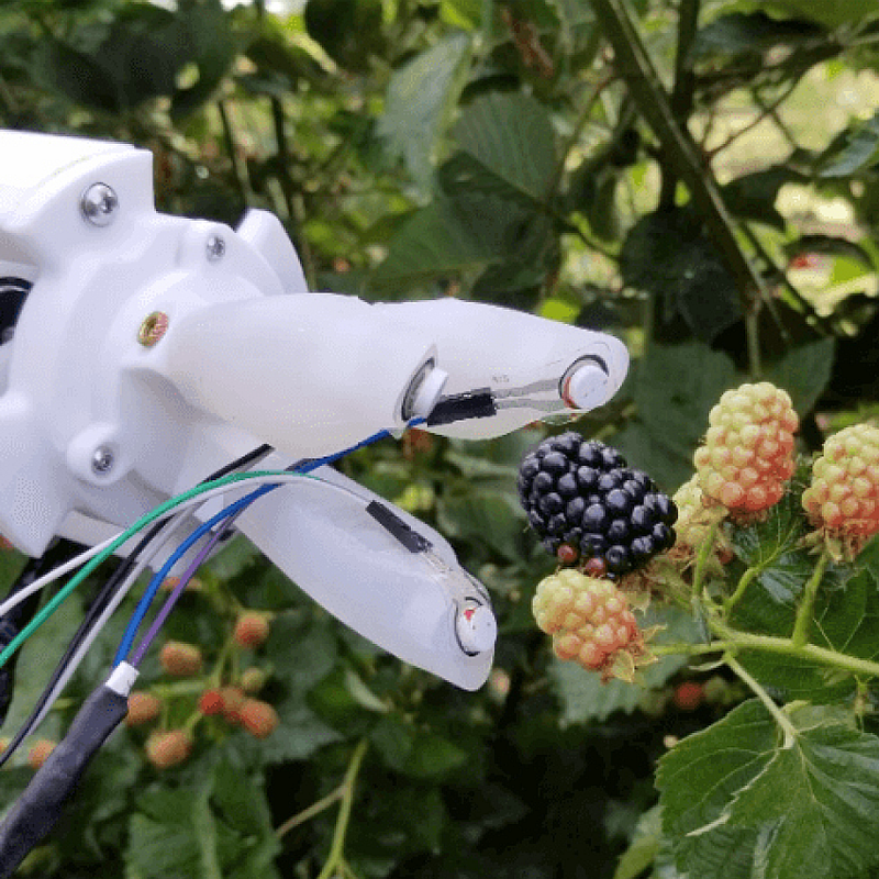 a robotic arm hand closing in on picking a rasberry off the plant